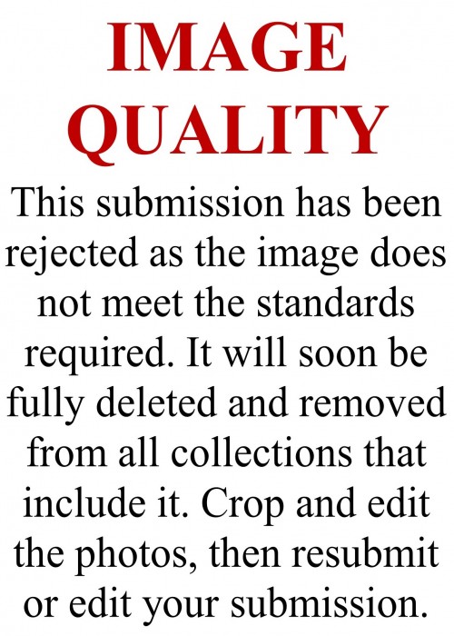 Cat Daze front image