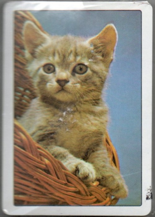 Pussy Cat front image