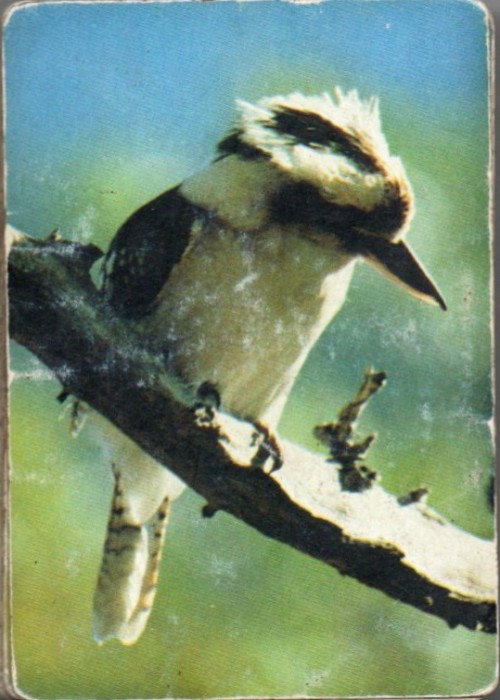 Kookaburra front image