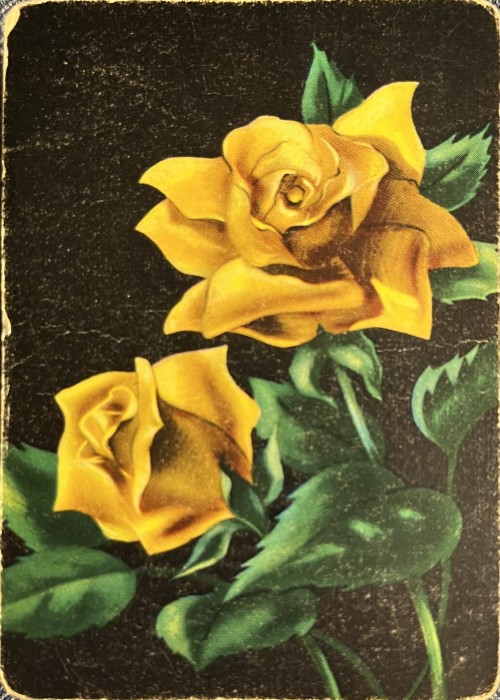 Roses (Yellow) front image