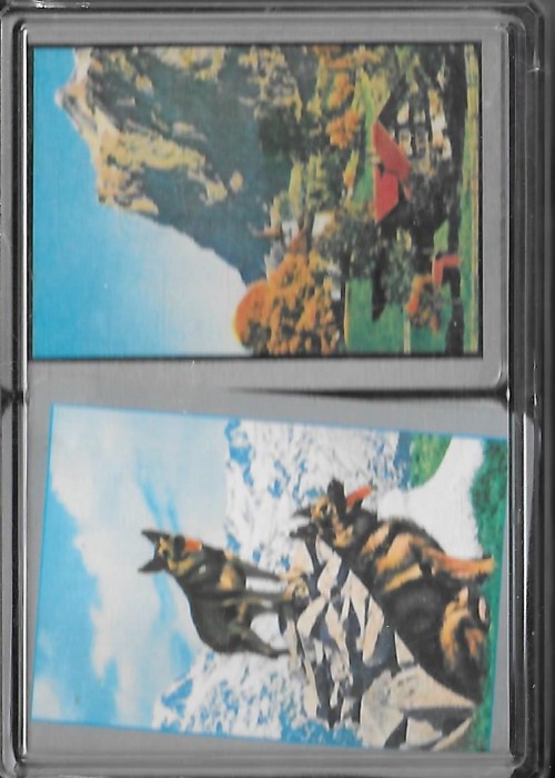 Dogs / Mountain front image