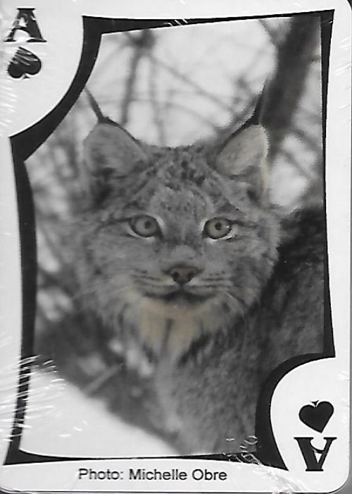 Wild Arc front image