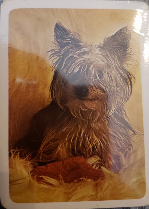 Dog front image