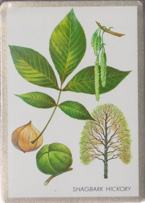 Congress Shagbark Hickory front image