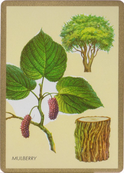 Congress Mulberry front image