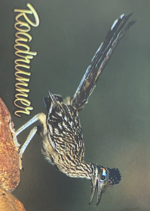 Roadrunner front image