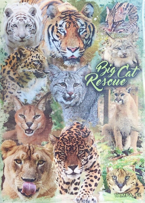 Big Cat Rescue front image