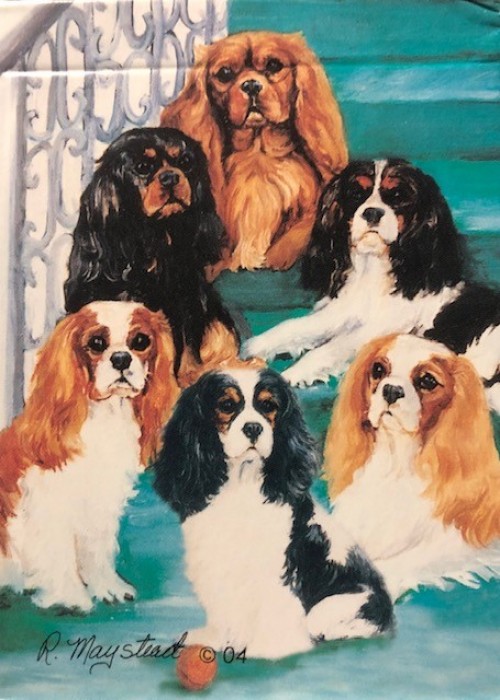 Cavalier King Charles Spaniel front image