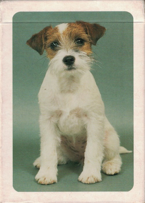 Jack Russell front image